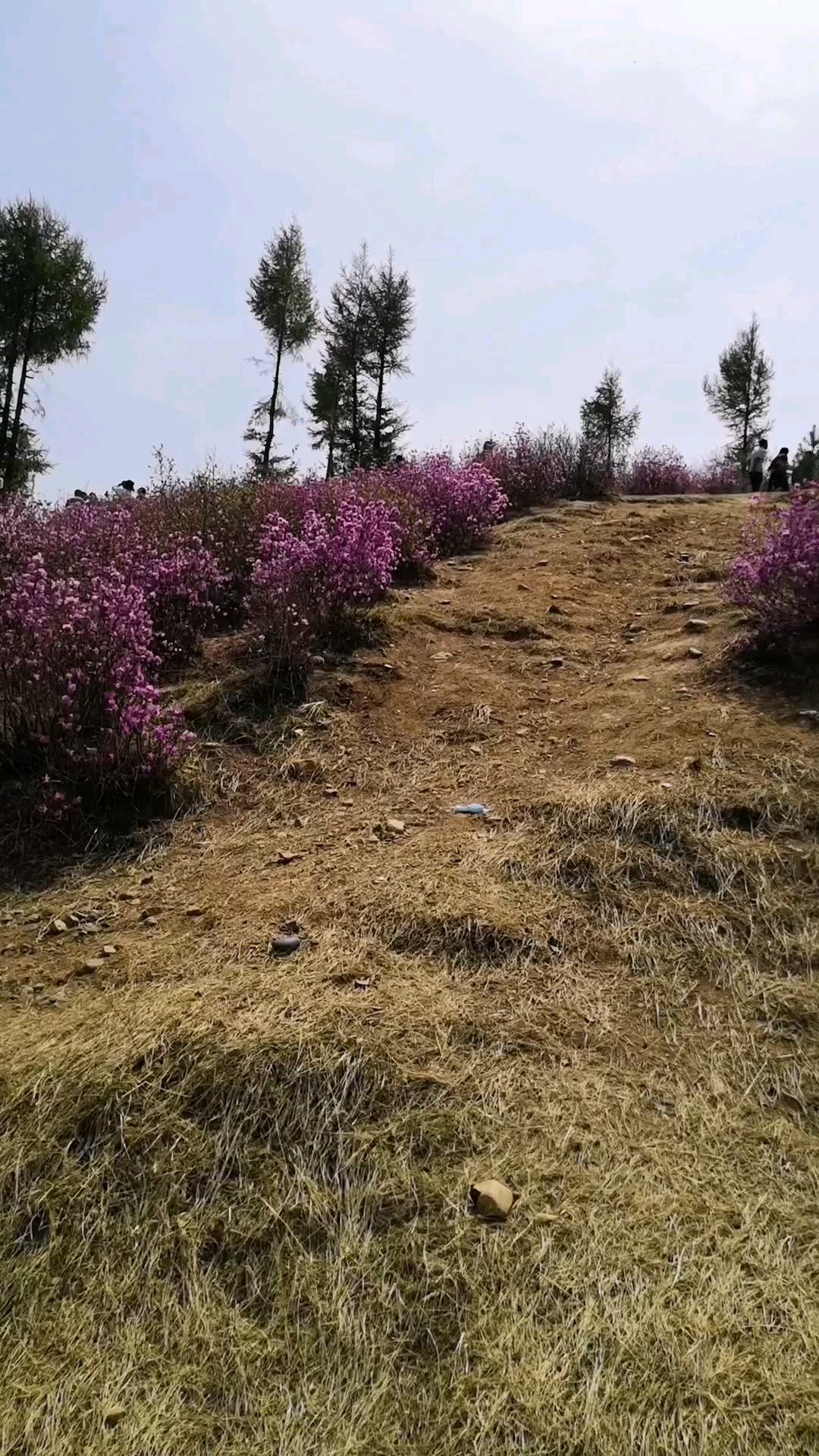 幸福村的花海