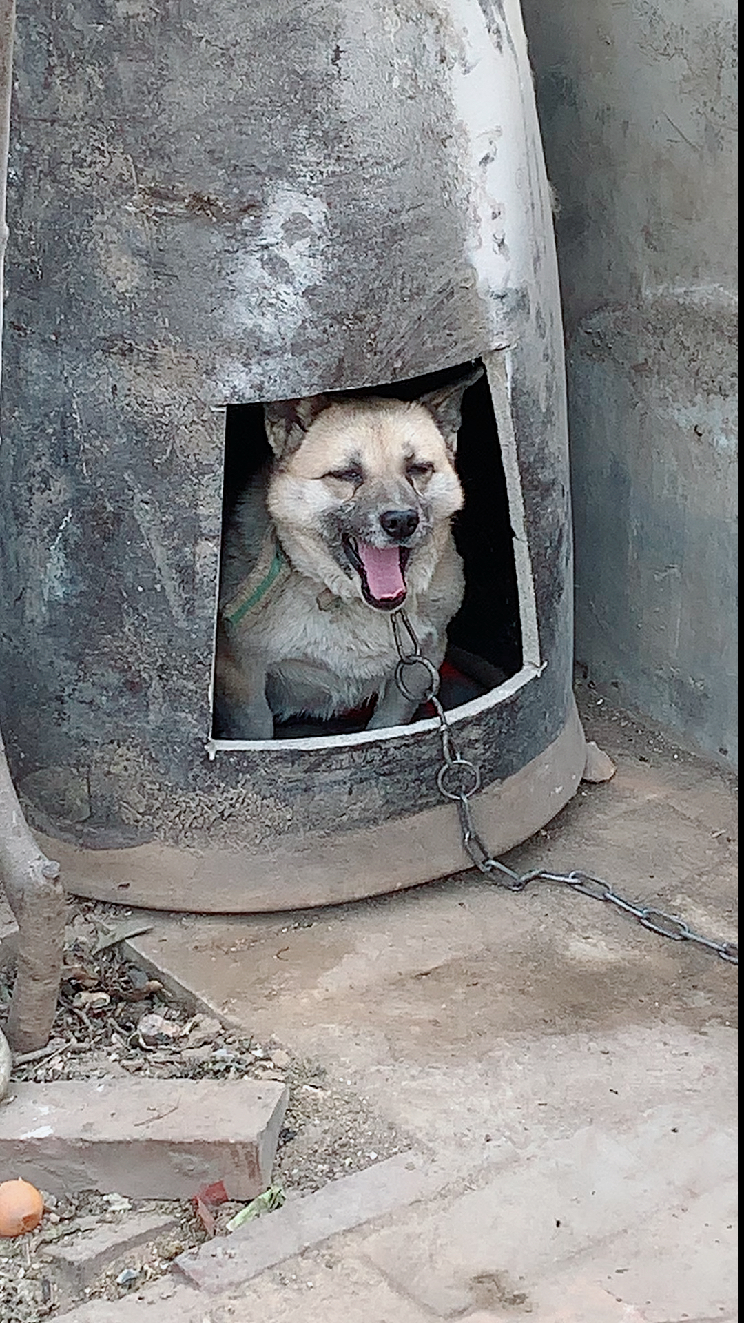 一直在路上#我给我家的爱犬选的材料做的狗窝怎么样?