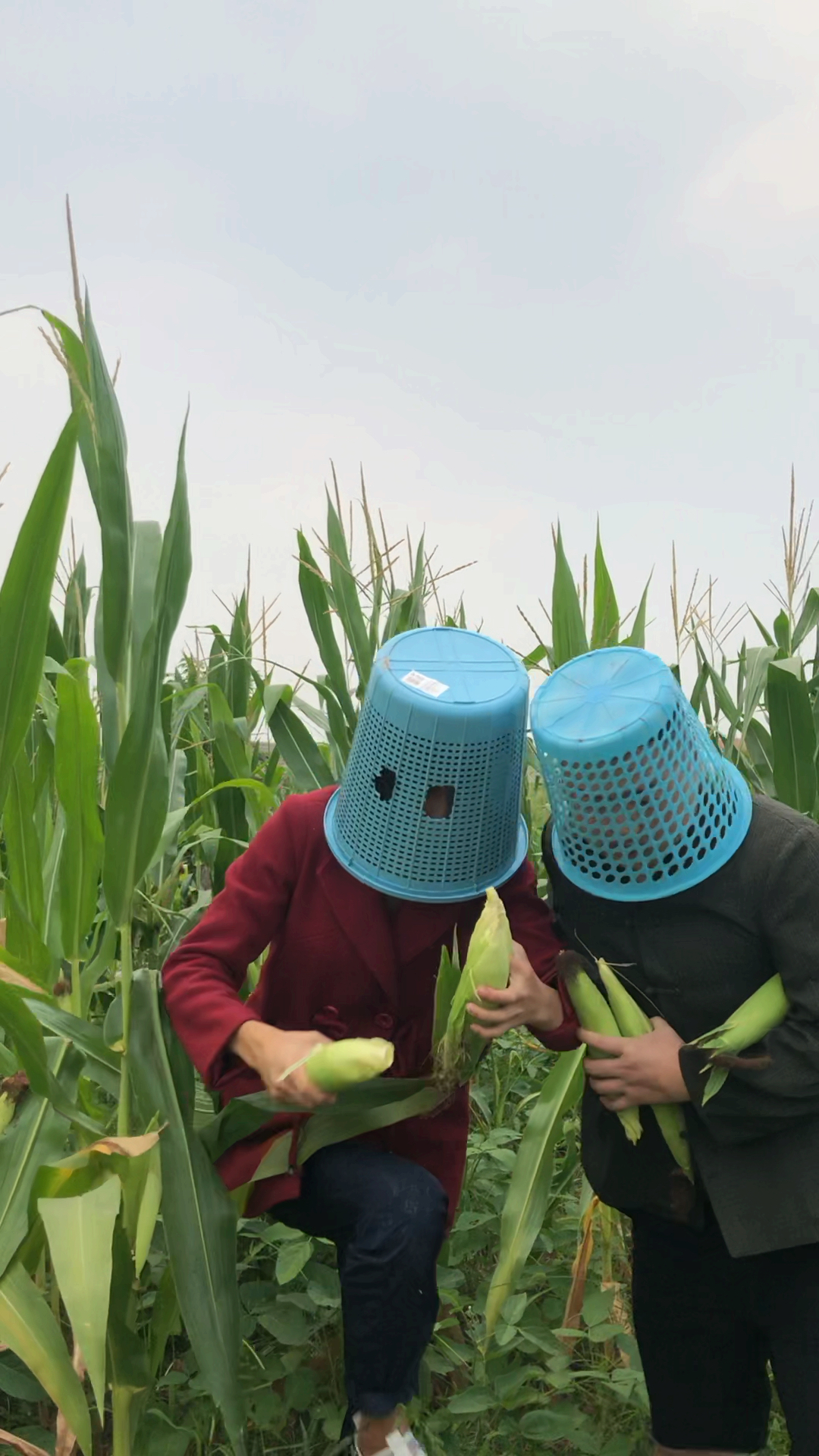 这样偷玉米真是不会被发现吗?