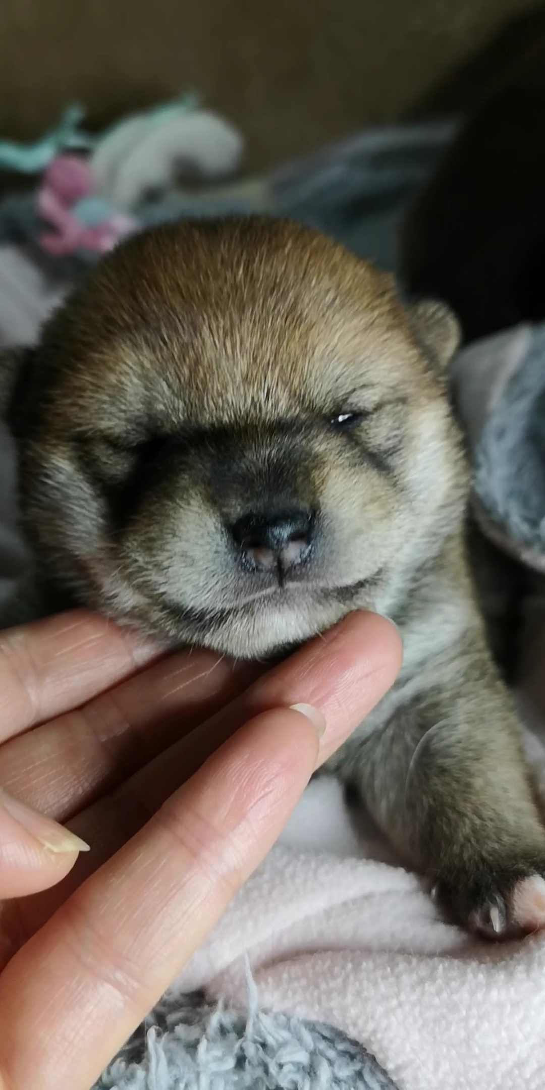 小奶狗第十二天,睁眼啦!虽然只有一条缝