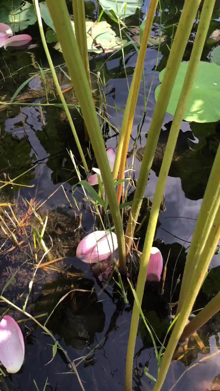 自家种的莲藕开花啦!