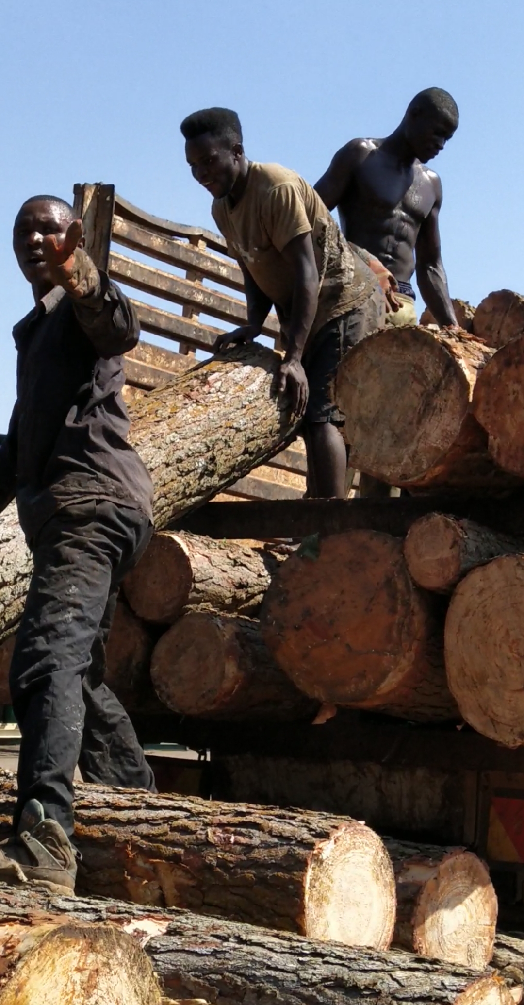卸一根木头这么久,太急人了,俩人一抬就下来了,愁人.