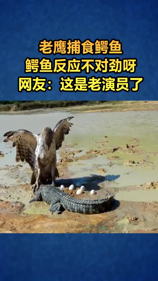 老鹰捕食鳄鱼,为啥鳄鱼一动不动呢