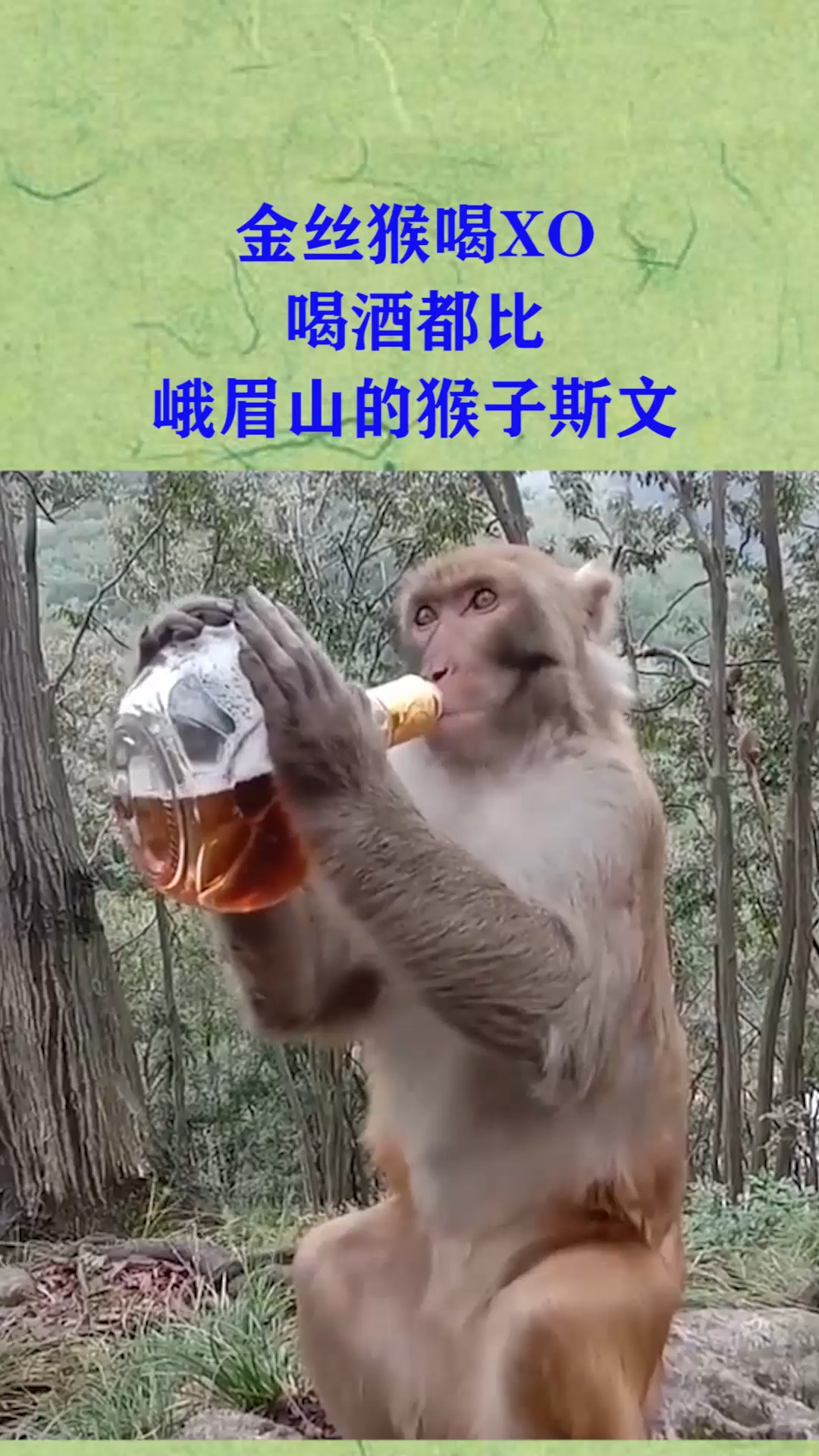 金丝猴喝xo,喝酒都比峨眉山的猴子斯文!