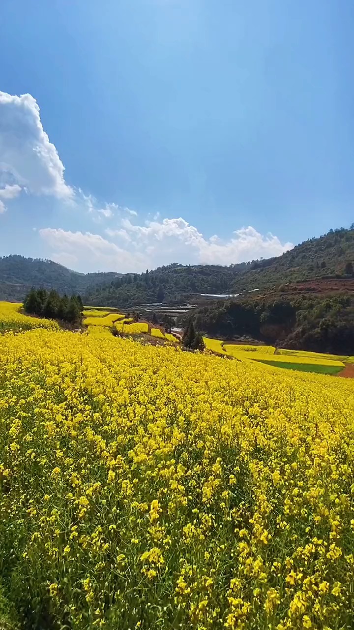 玉溪峨山万亩高山油菜花已经开放,太美了
