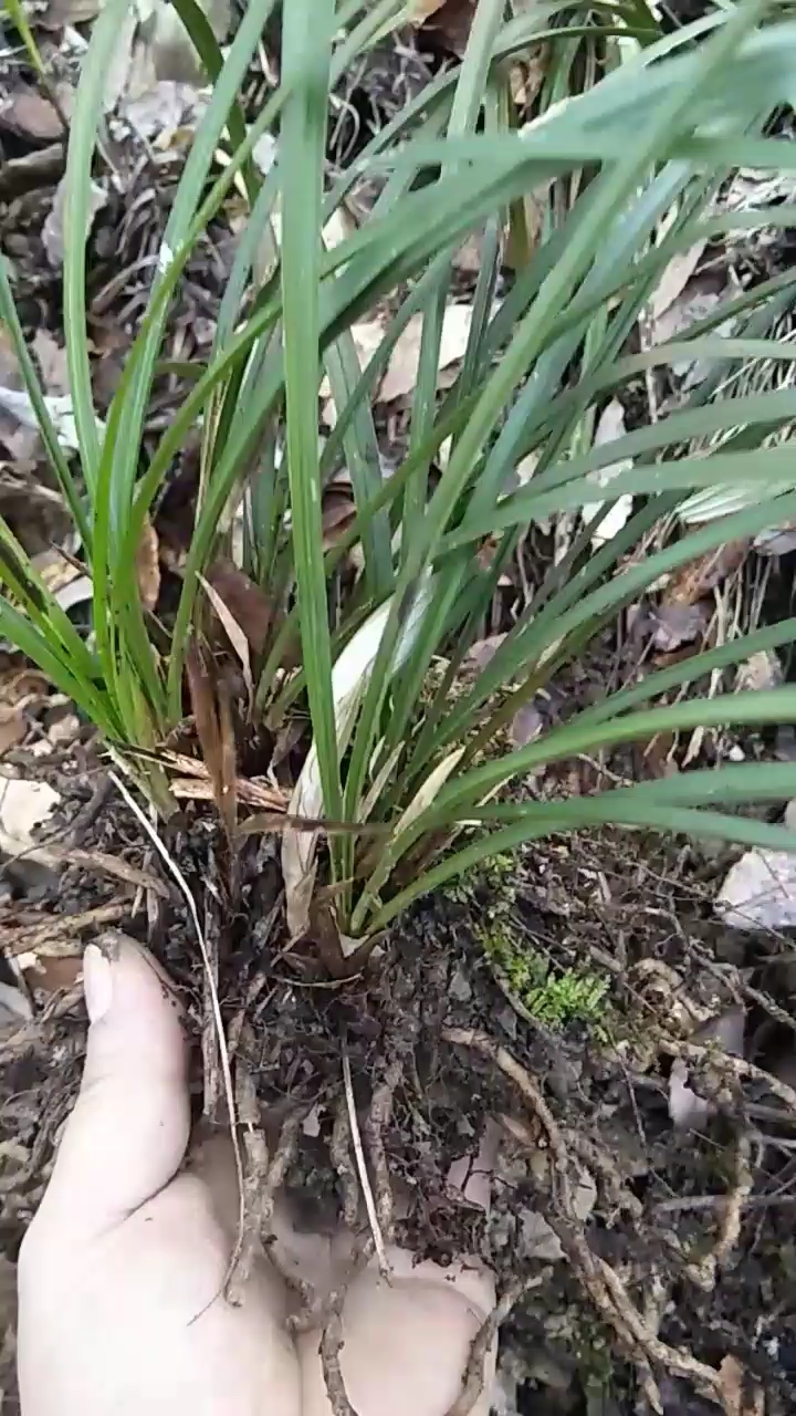 带花蕾的野生春兰非常漂亮!