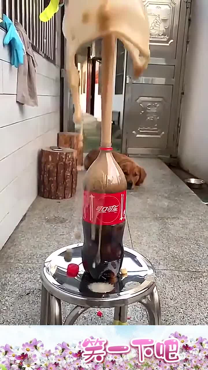 铲屎官把深水炸弹糖,放进可乐瓶了,接下来的一幕目瞪狗呆