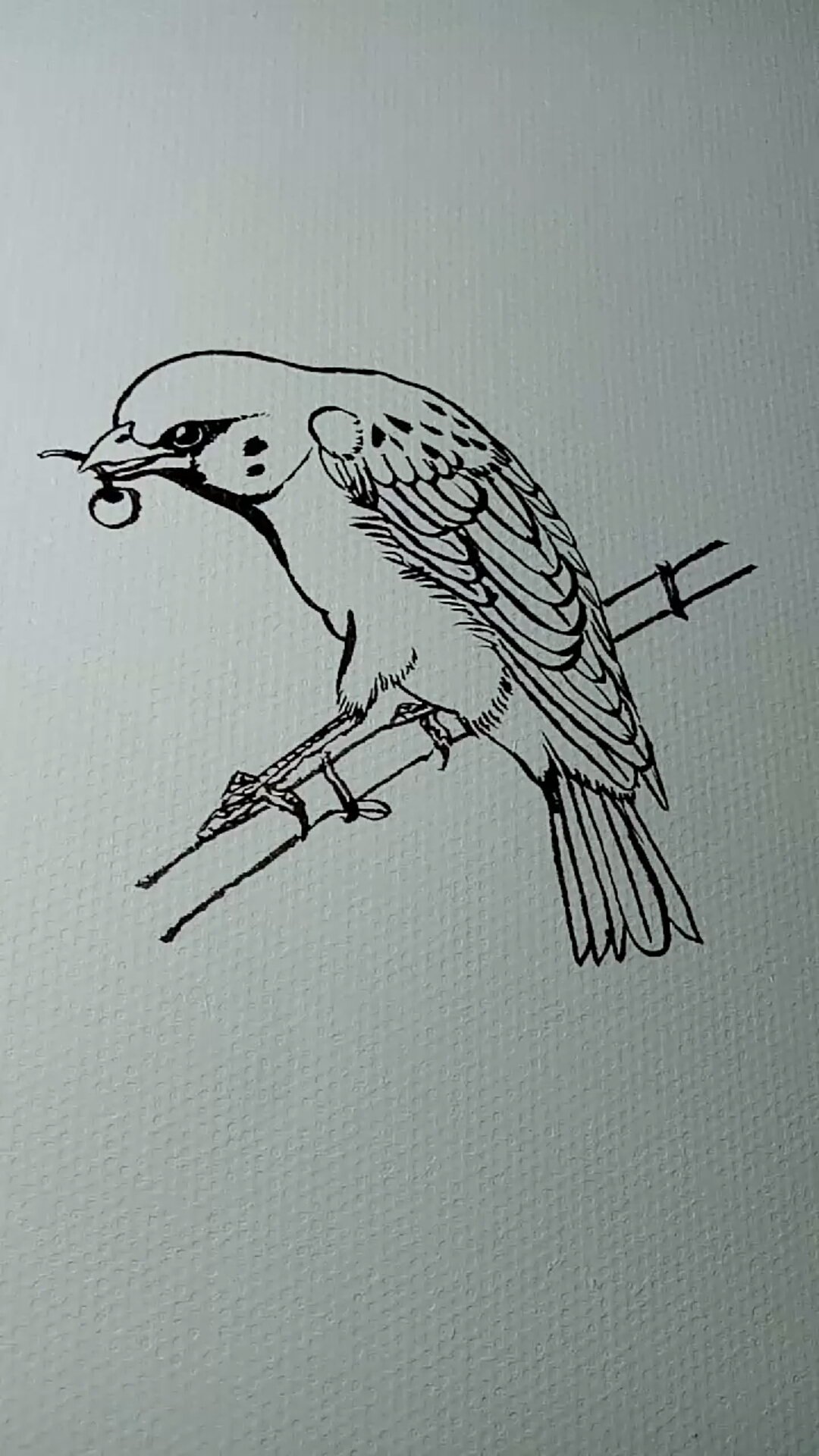 一看就会的白描画#麻雀白描画法教程