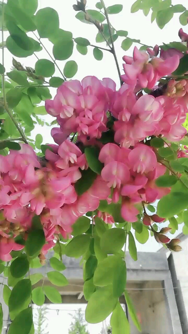 见过粉色的洋槐花吗?很美哦