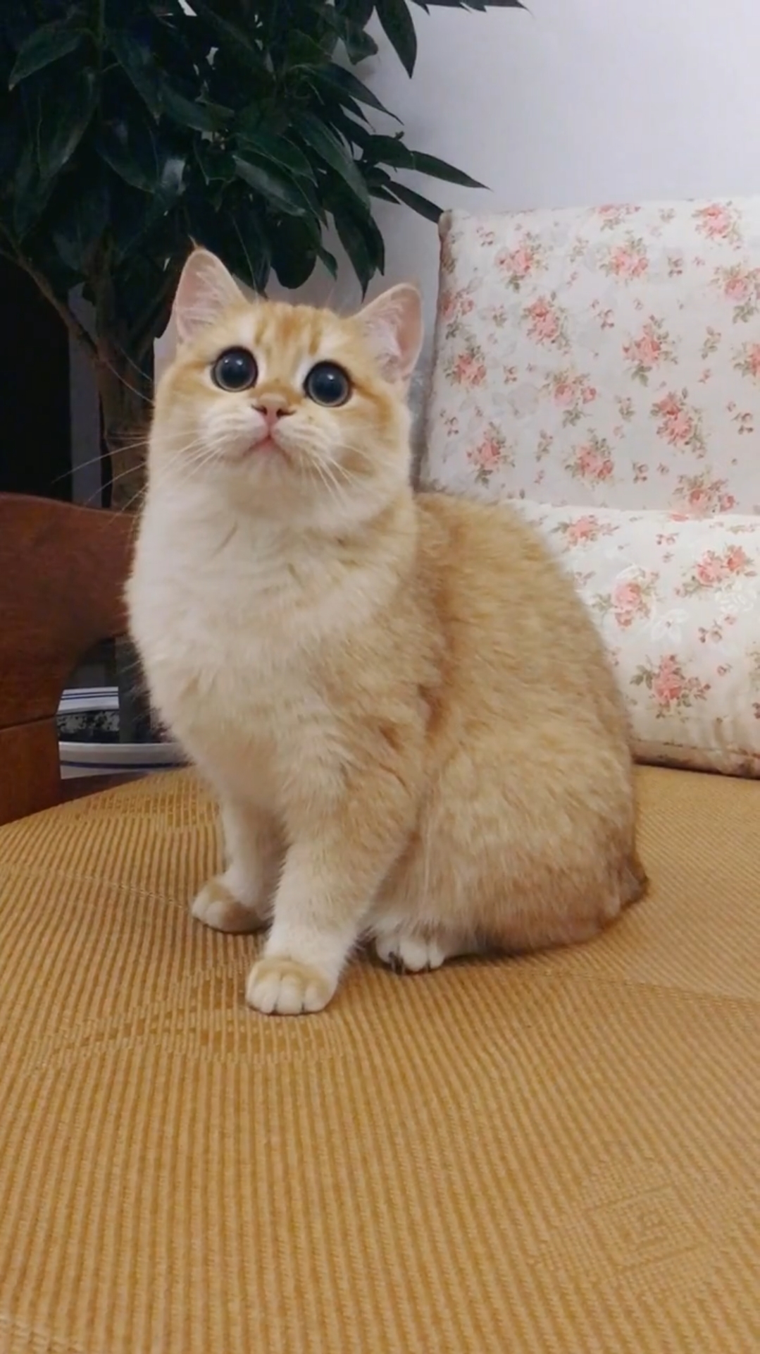 大眼萌猫