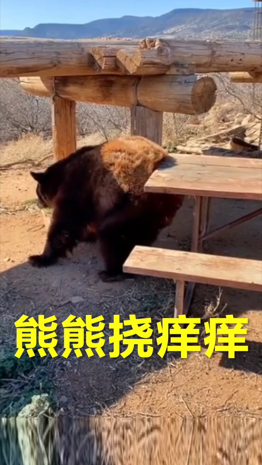 春日小视频有奖征集活动#大笨熊挠痒痒姿式真奇葩,地球是你的痒痒挠