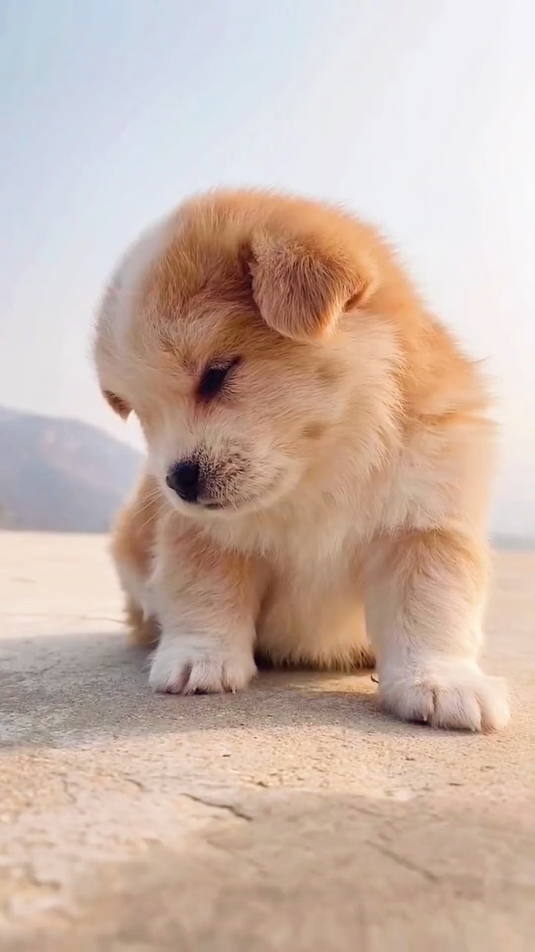 家有萌宠#狗狗犯困时有多可爱