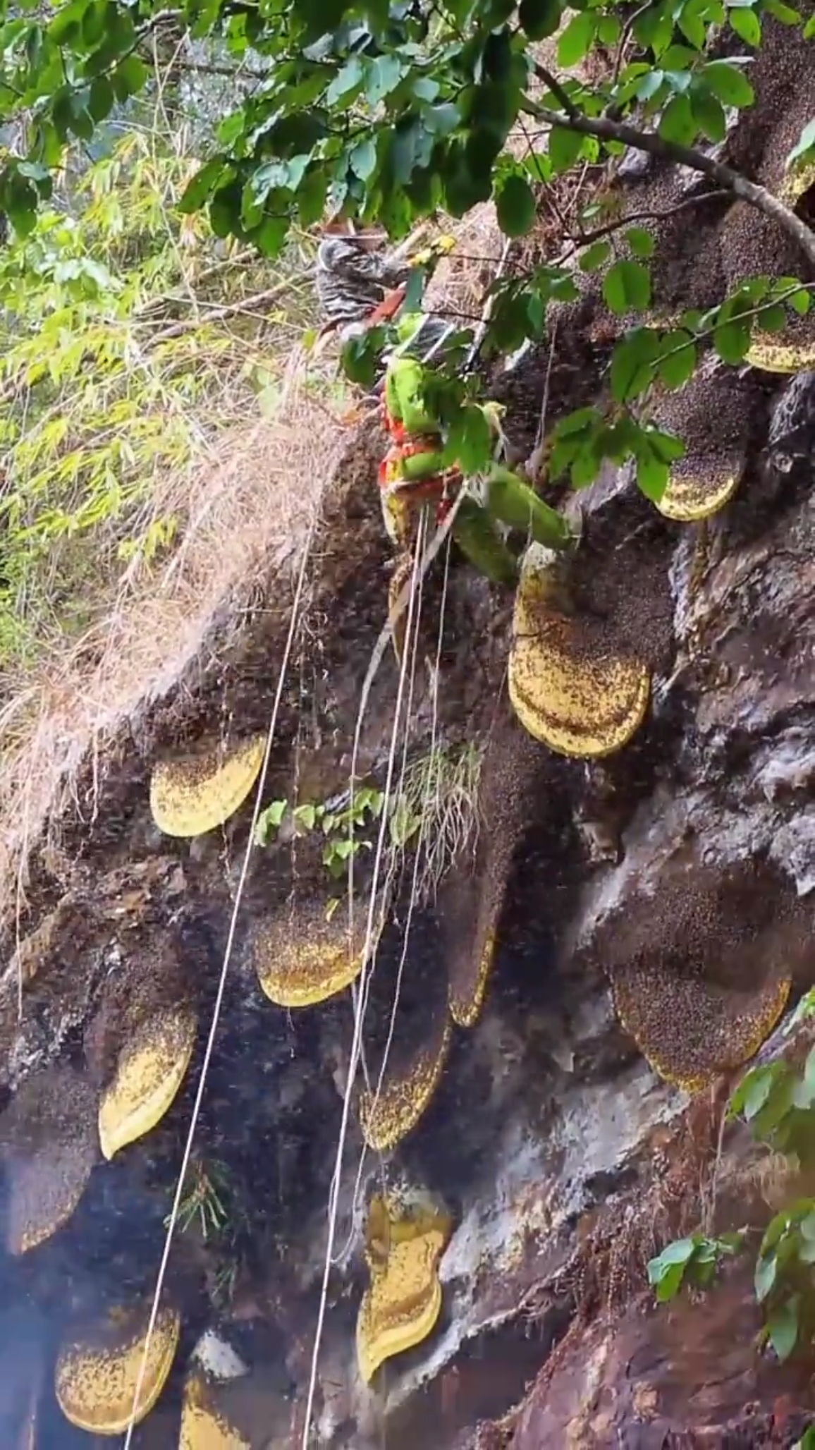 真正的纯天然无添加的蜂蜜就在这样的悬崖上.