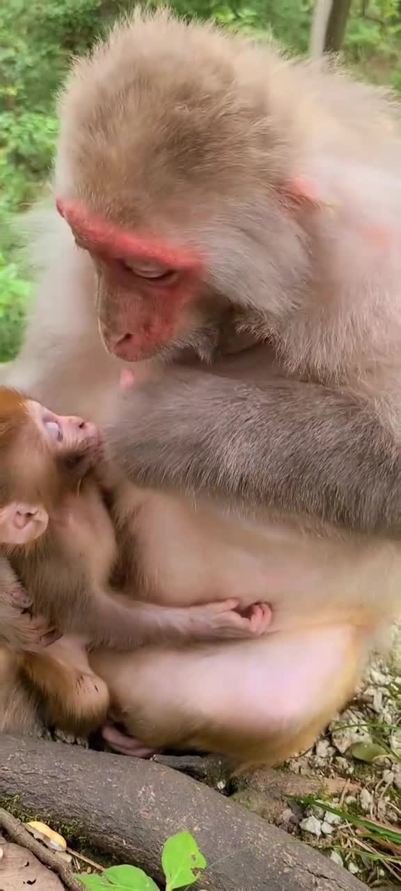 猴子猴妈妈正在喂奶万万没想到竟然自己吃起来了