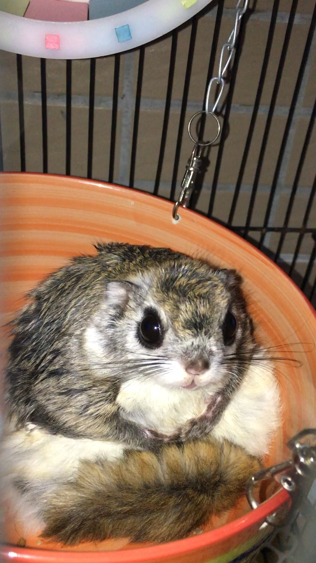 日本小飞鼠的招牌动作就是抱胸部