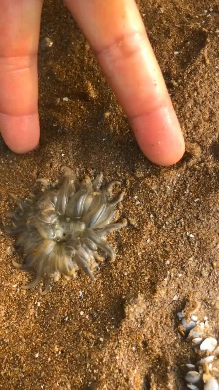 在海边遇到一只海葵,特别的可爱,赶紧挖出来