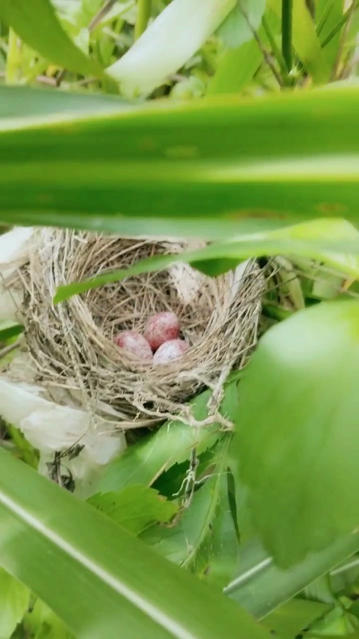 白头翁鸟蛋长这样的