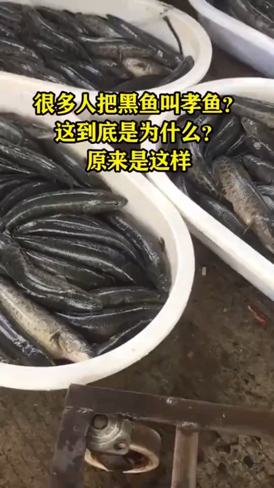 很多人把黑鱼当作"孝鱼",这到底是为什么?原来是这样