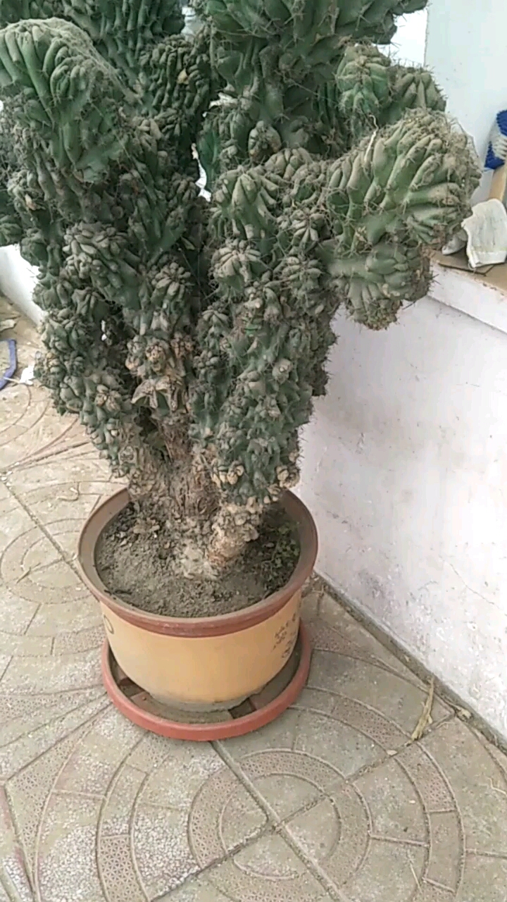 这青石山大不大!