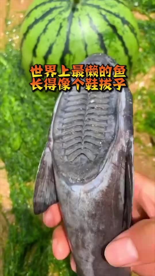 世界上最懒的鱼,长得像个鞋拔子