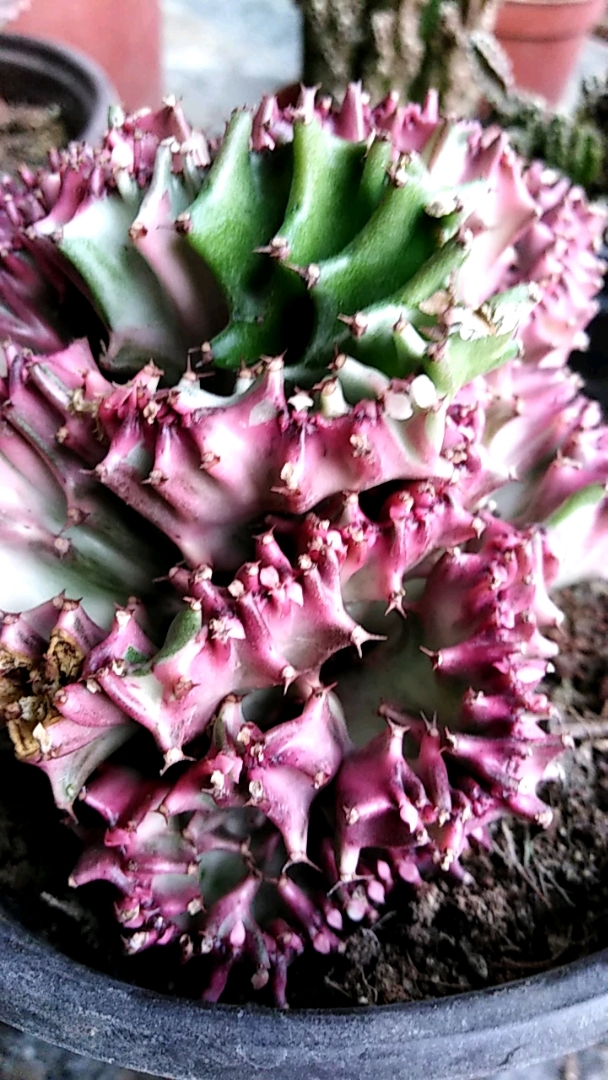 彩麒麟你们喜欢吗