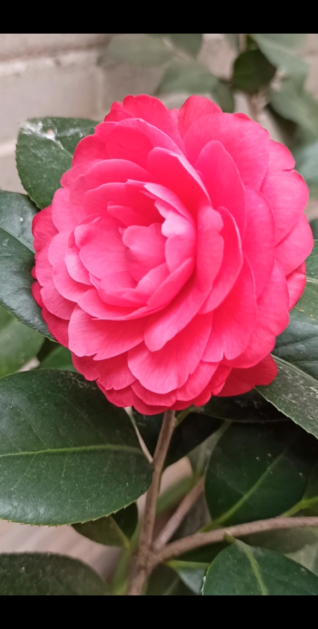 一花一世界,朵朵吐芬芳#大红赤丹茶花欣赏