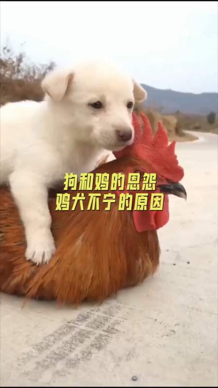 鸡犬不宁表情包图片