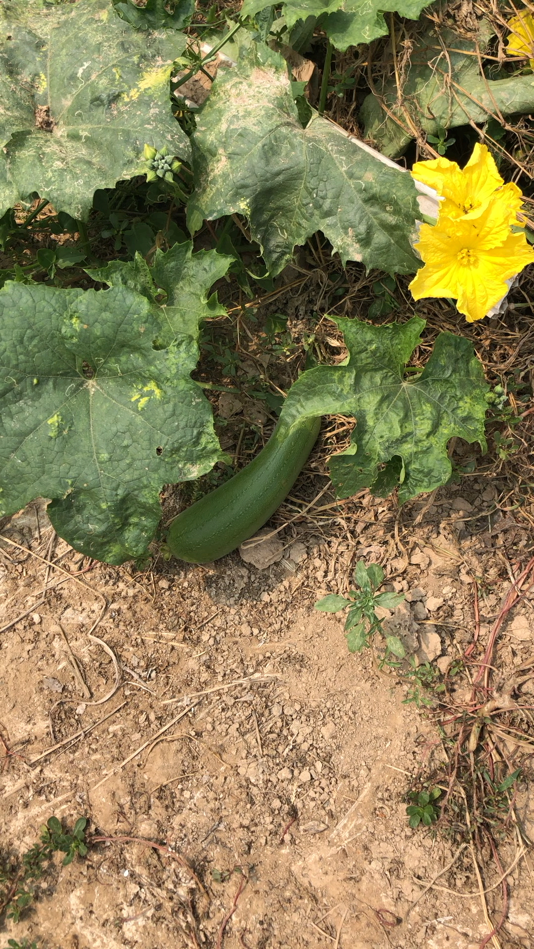 美食看中国#北方的丝瓜长这样,跟南方的不同,而且天一冷结的就多了