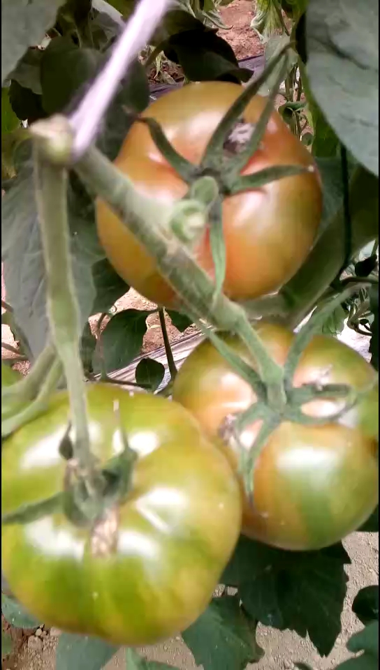 纯绿肩西红柿想吃了吧