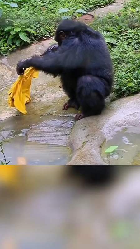 大猩猩学人类洗衣服像模像样!