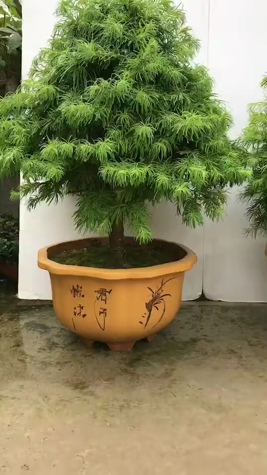 一对金钱松盆景适合办公庭院摆放寓意财源滚滚[愉快][愉快]-度小视