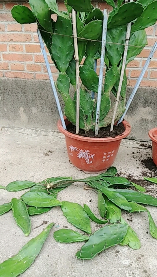 单刺团扇仙人掌开黄色花!