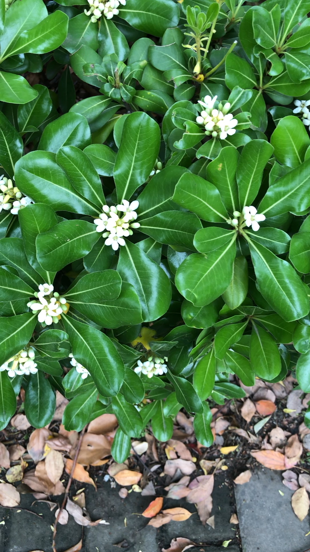 你见过四季青开花么?原来是这样的