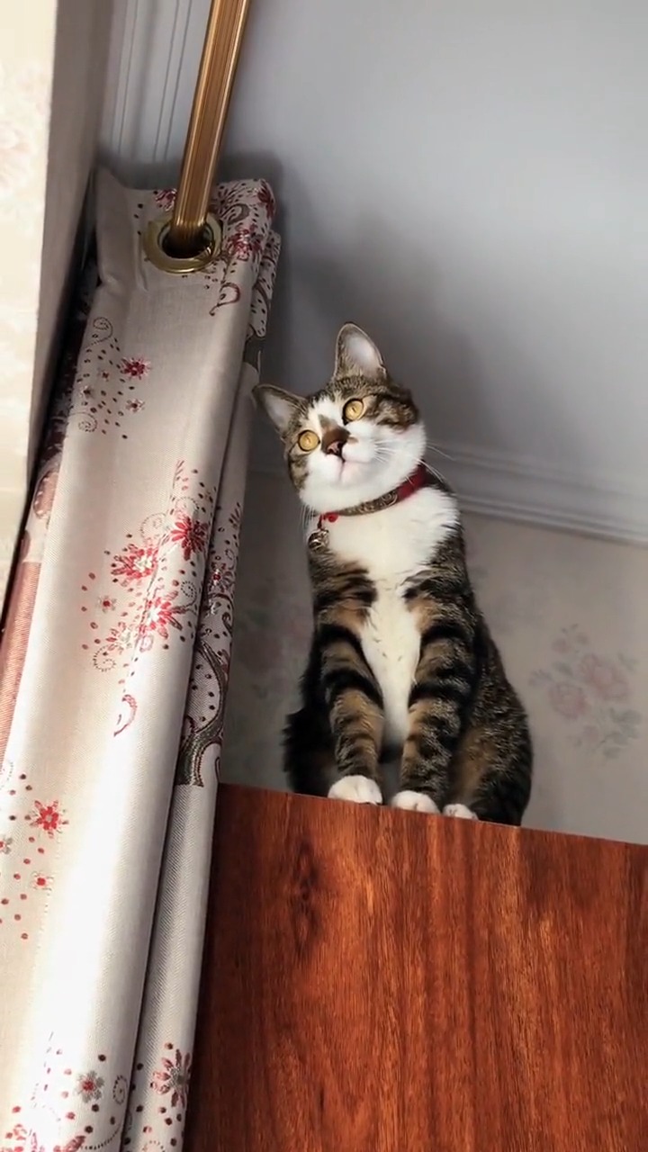 搞笑视频#特价买的摆件,就是因为脖子有点歪衔蝉猫