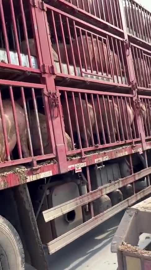 才出圈几小时的猪,拉的车上全是屎,控料都是骗傻子的!