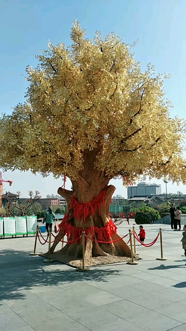 黄金树送给大家.见者发财