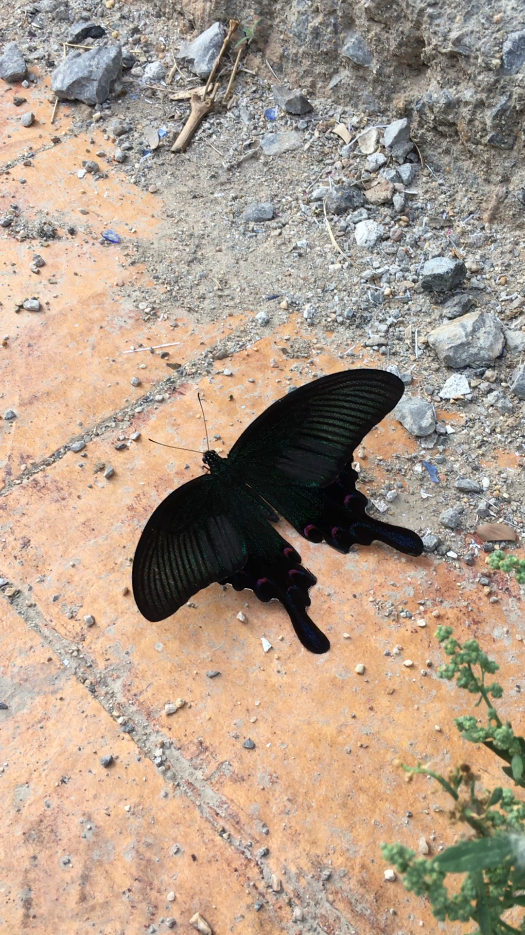 好久没见过这么大的黑蝴蝶了