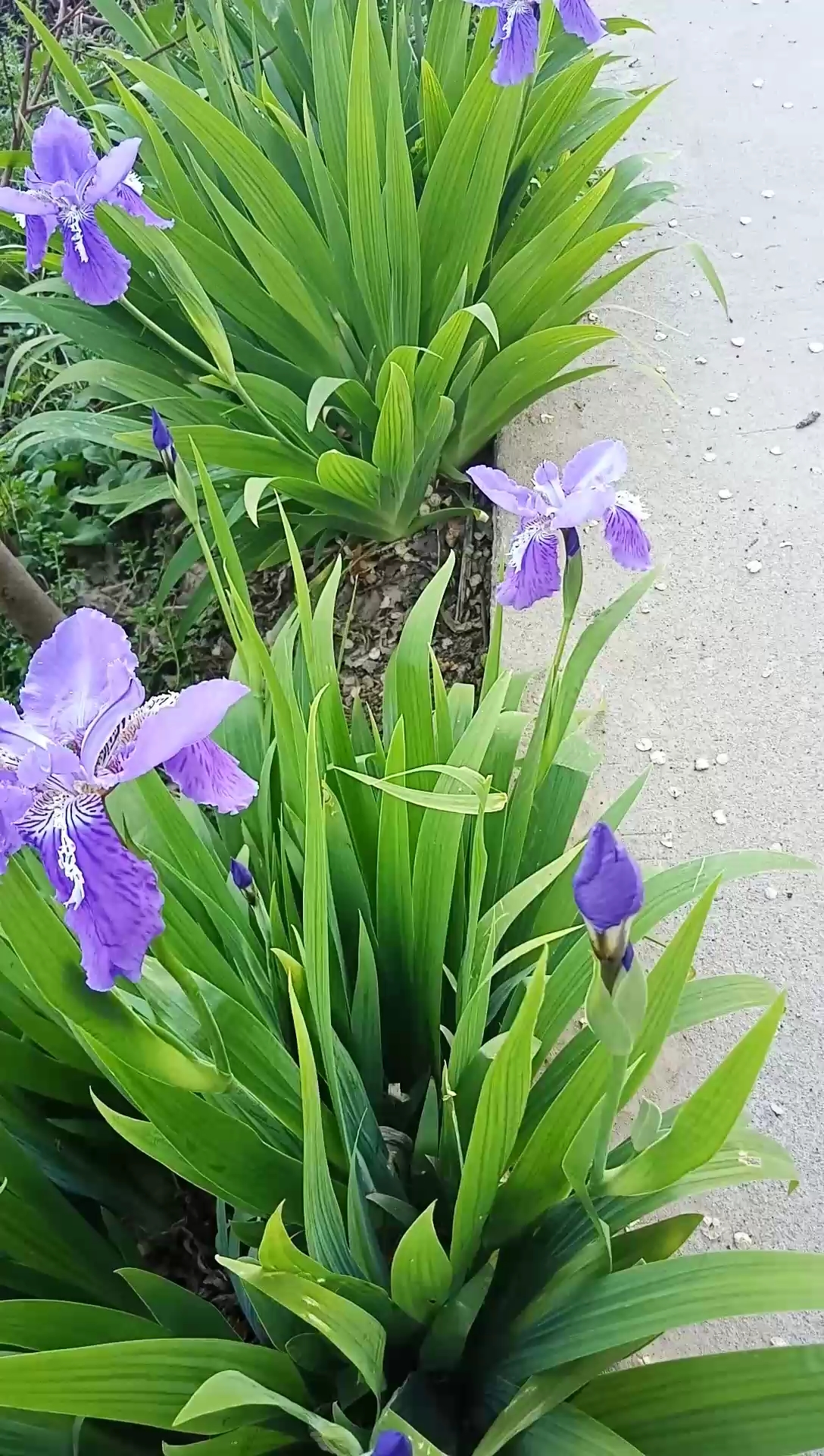 扁竹草开花图片图片