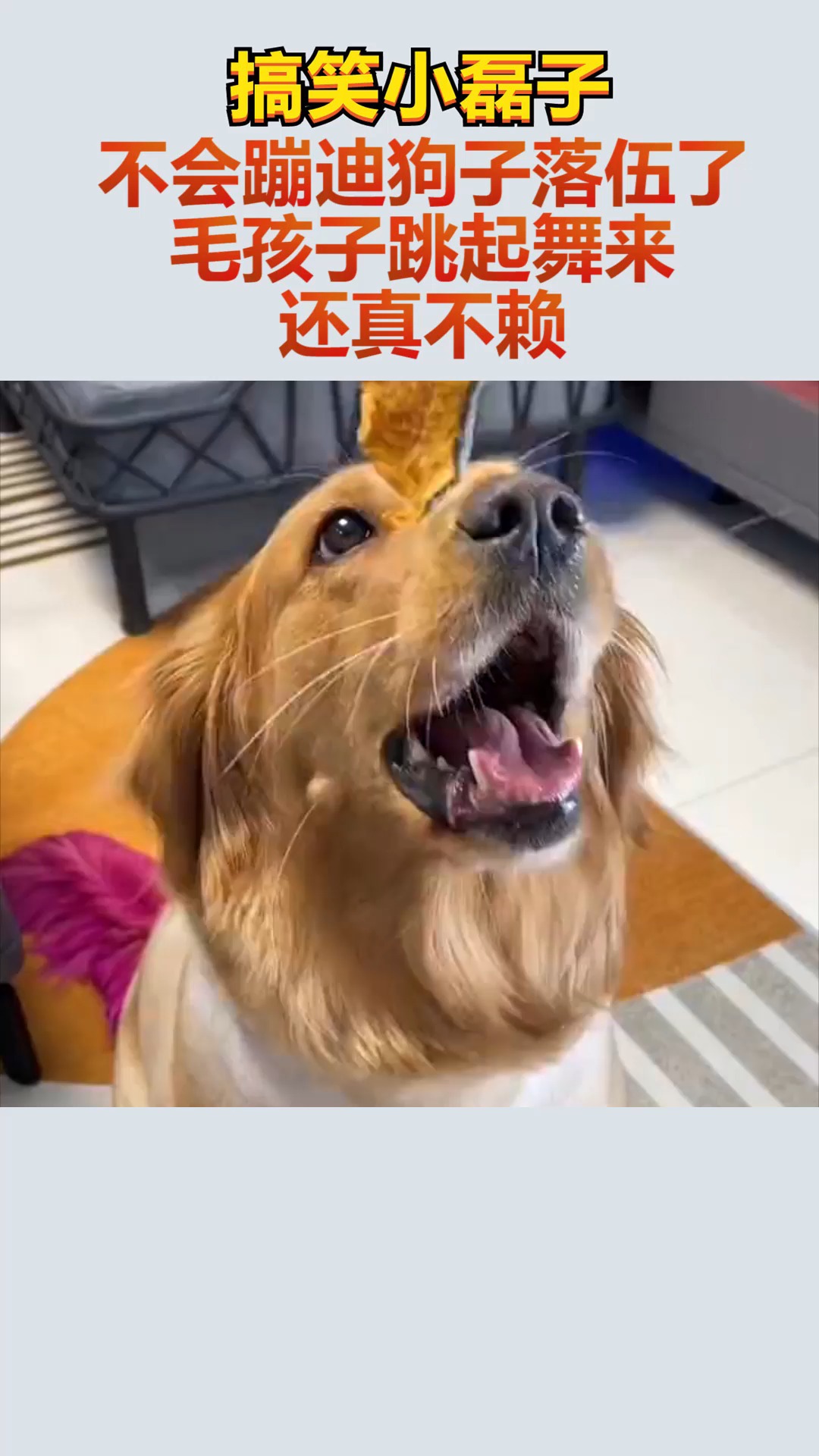 狗狗表情包 蹦迪图片