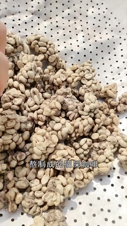 市面上喝到的猫屎咖啡,真的是猫屎吗?看完后我震惊了