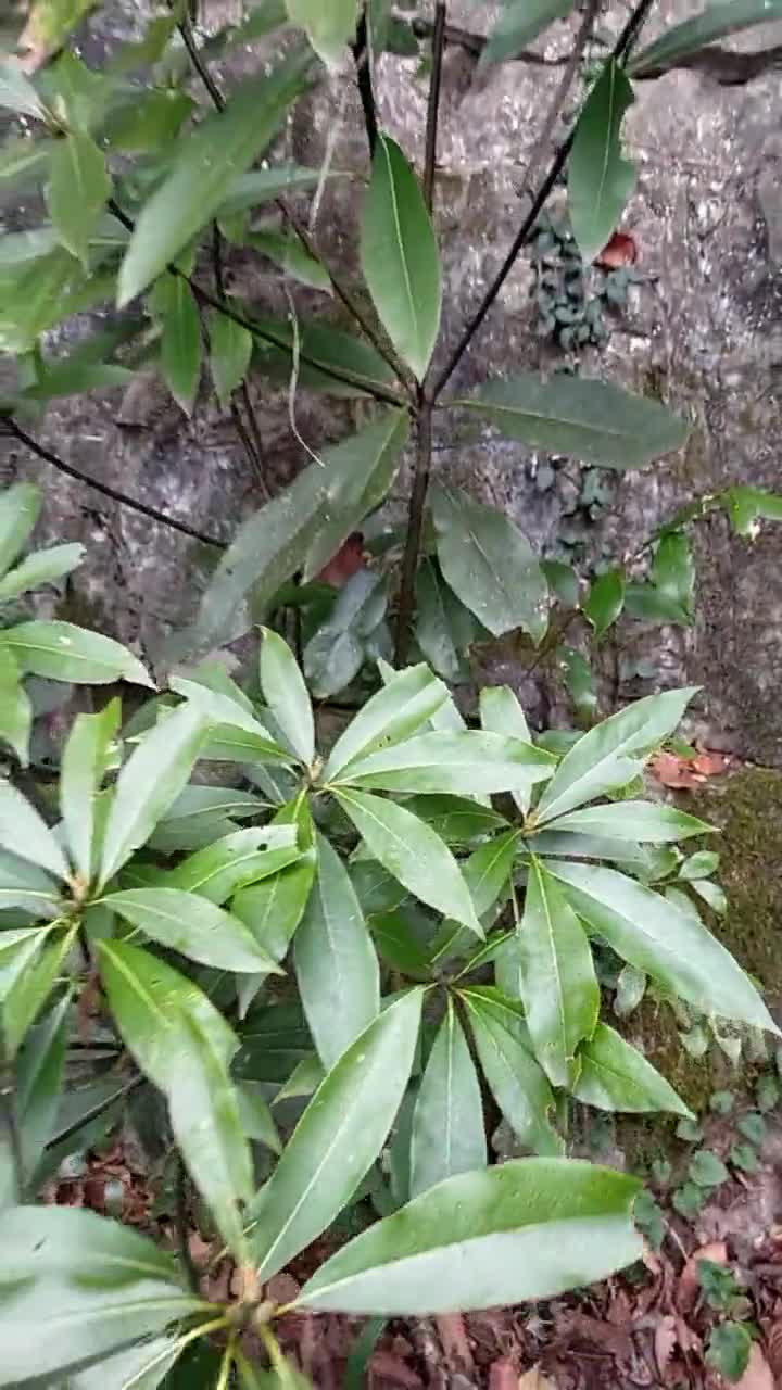 今天去大山发现一片金丝楠木,运气真好这下发财了