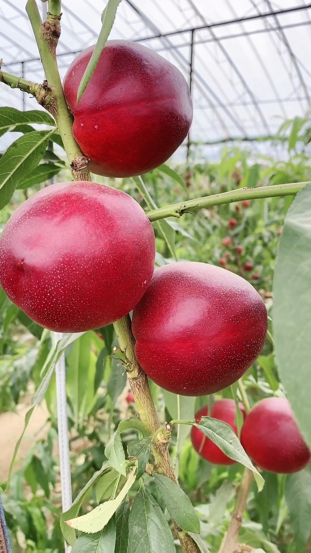 冷棚的中油4号桃