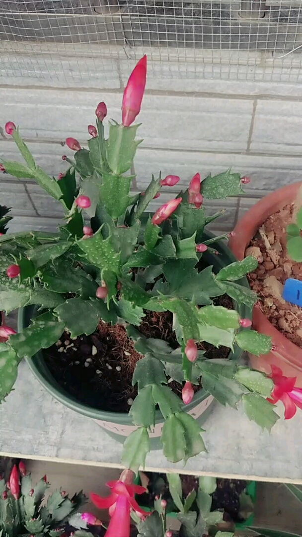 优秀如我#蟹爪兰爆盆