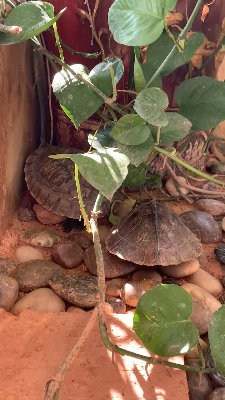 金钱龟#天气慢慢开始转冷,龟已经开始躲藏了.金钱龟的作息