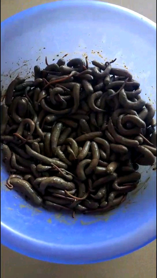 两三百块一斤的泥虫,小孩吃了可以补健康,男人吃了硬邦邦!