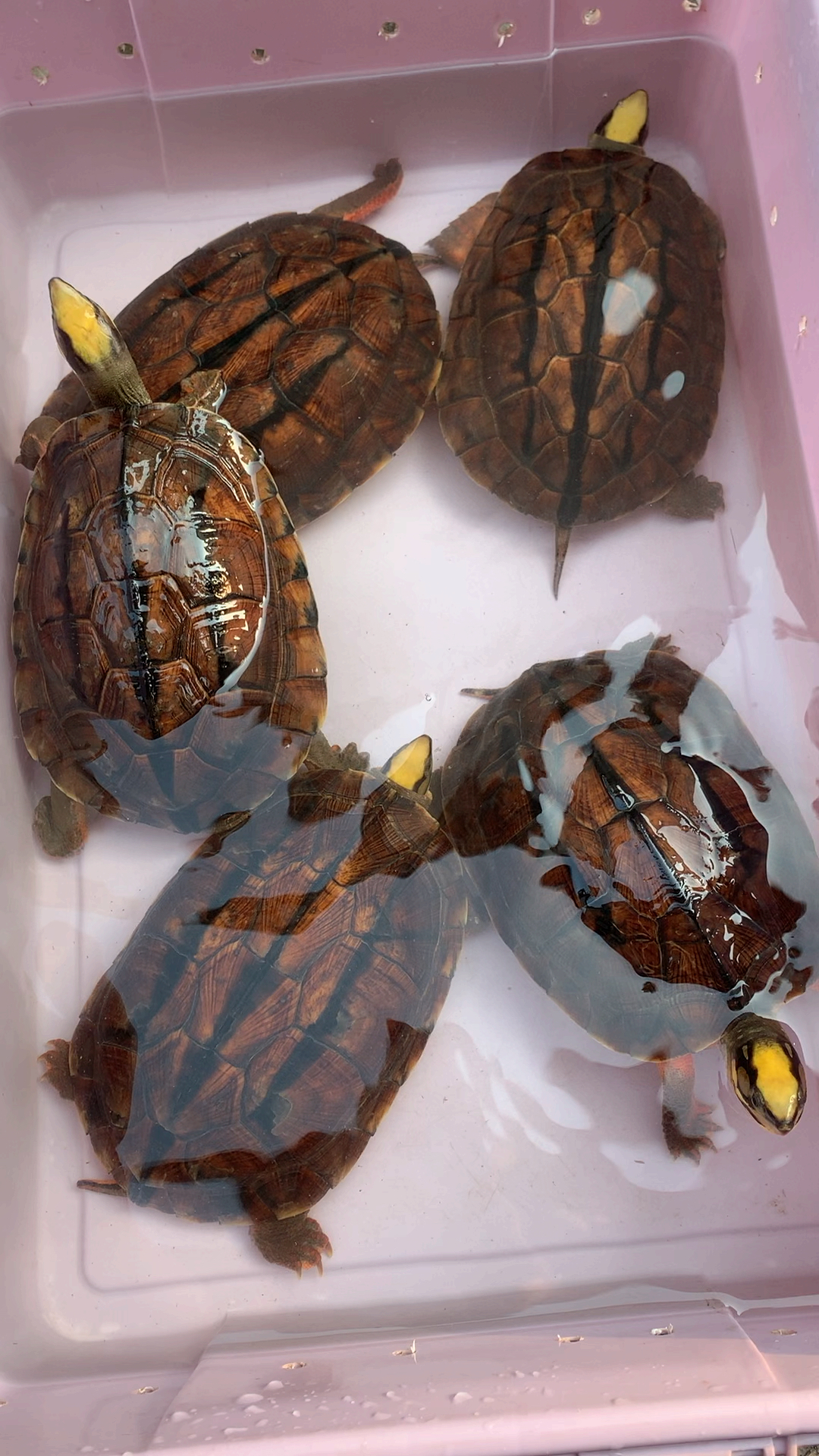 全民好物节#金钱龟(三线闭壳龟)观赏招财风水金钱龟