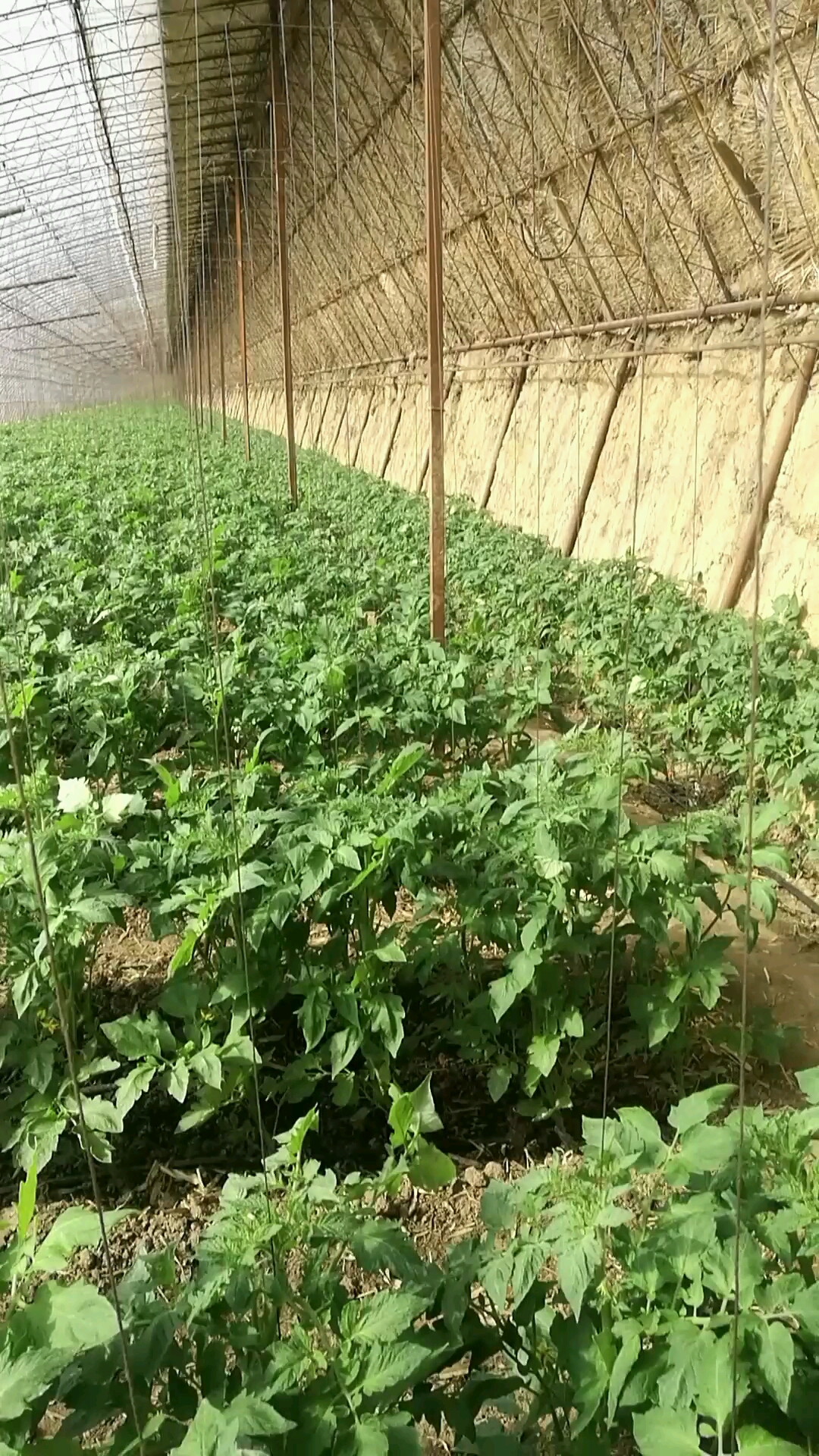 看我家的柿子秧长的太整齐了