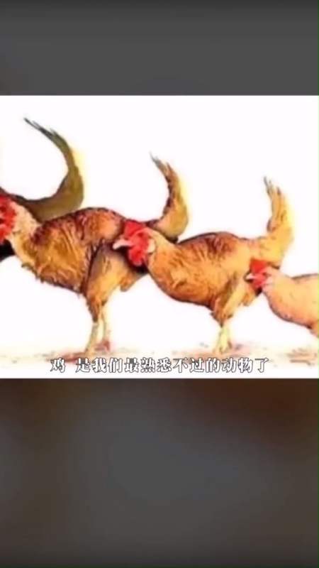 鸡的祖先竟然是霸王龙?