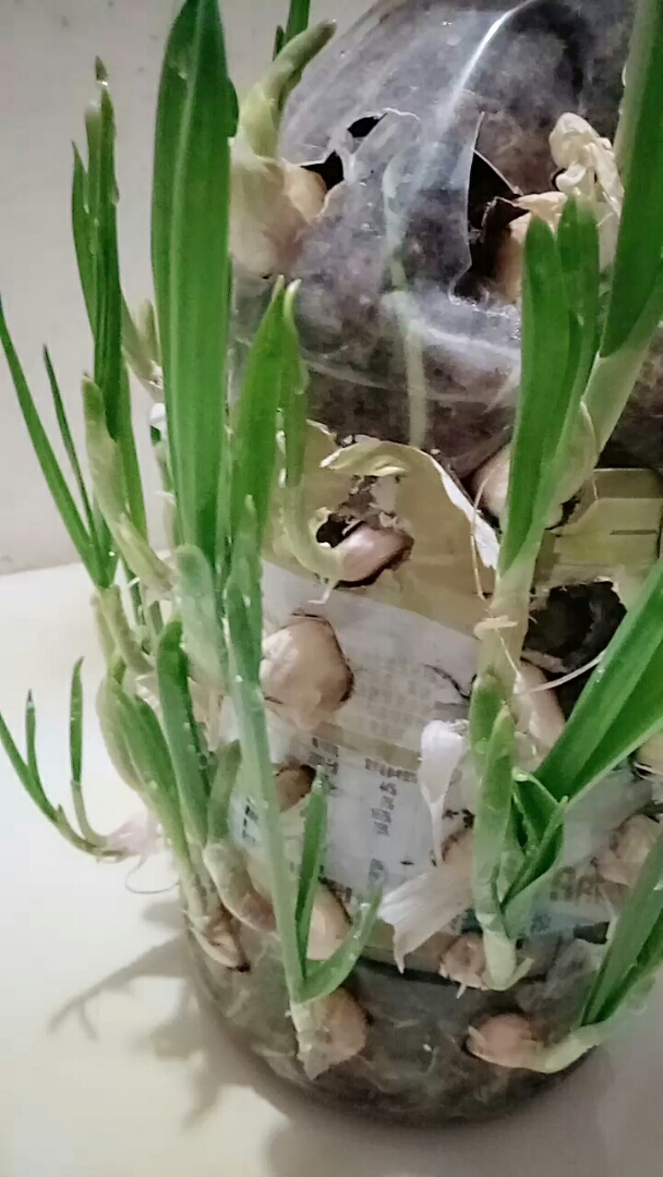油桶种蒜苗