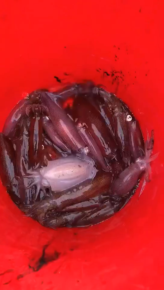 今天赶海的鱿鱼新鲜吧